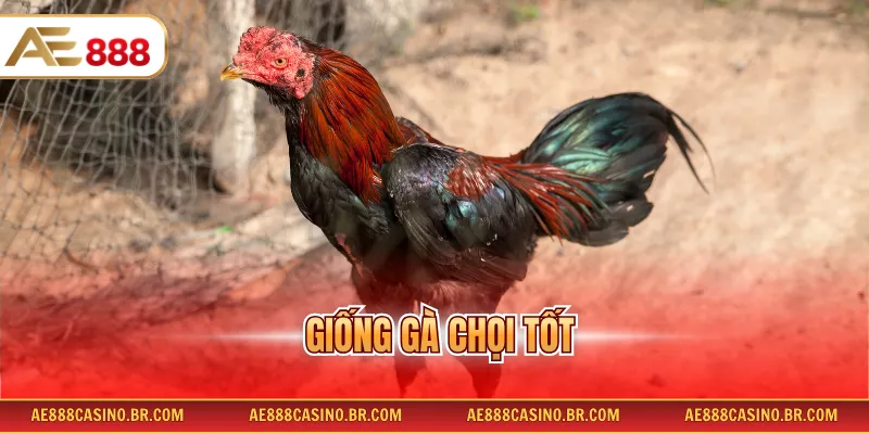 Giống Gà Chọi Tốt - Danh Sách Chiến Kê Tài Năng, Dễ Huấn Luyện