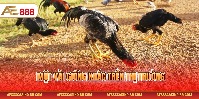 Một vài giống khác trên thị trường