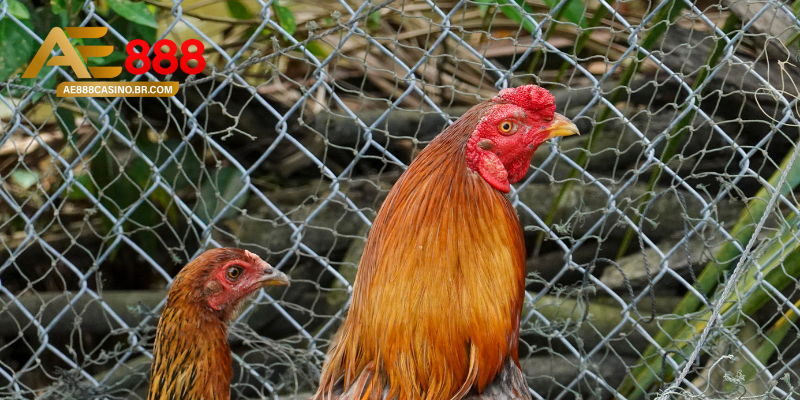 Cách trị mạt gà bằng thuốc chuyên dụng an toàn