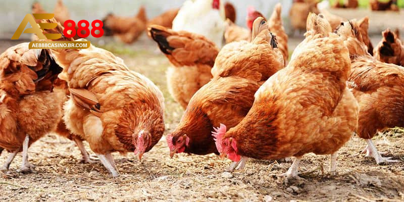 Cách trị mạt gà hiệu quả bằng phương pháp tự nhiên