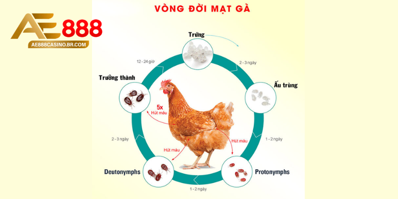 Dấu hiệu nhận biết gà bị mạt sớm nhất