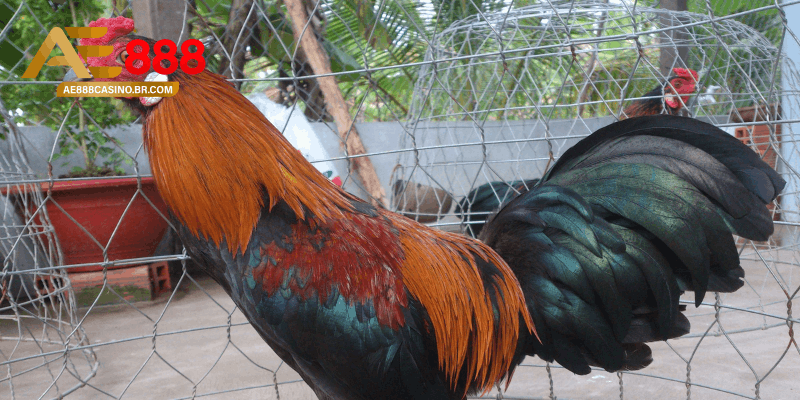 Kinh nghiệm thực chiến từ anh em sư kê tại AE888